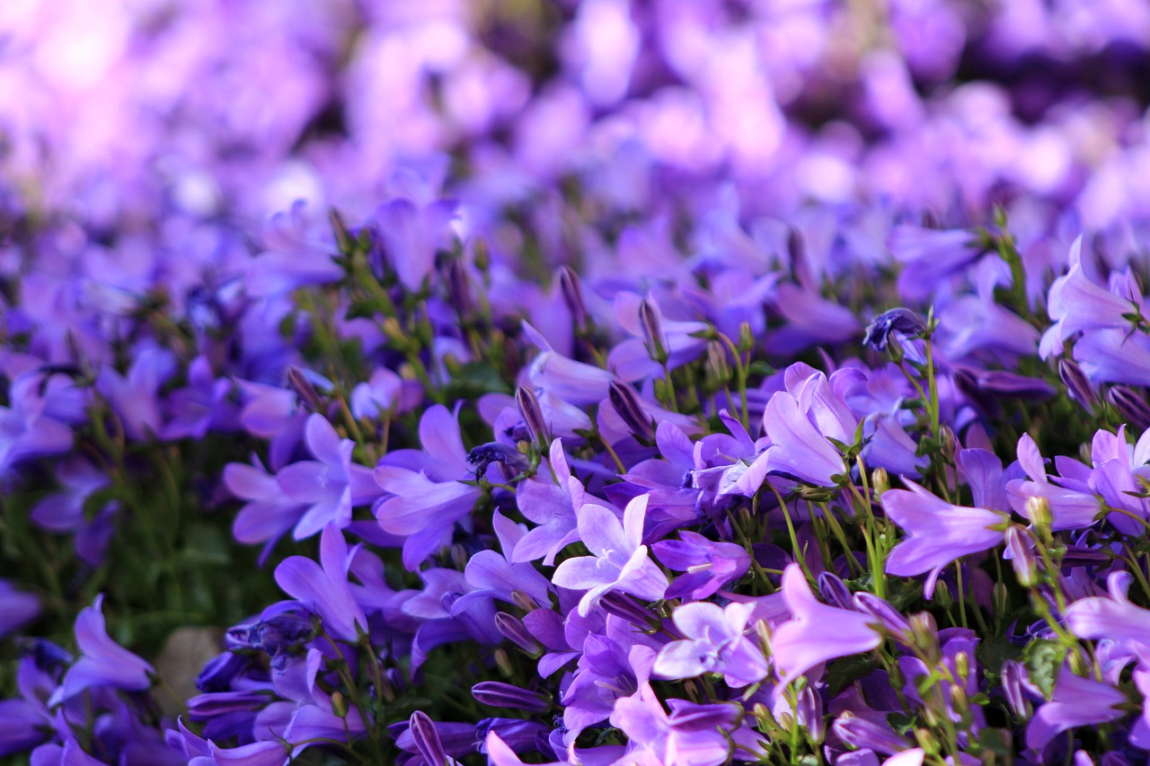 flower  bluebell  blue star free photo