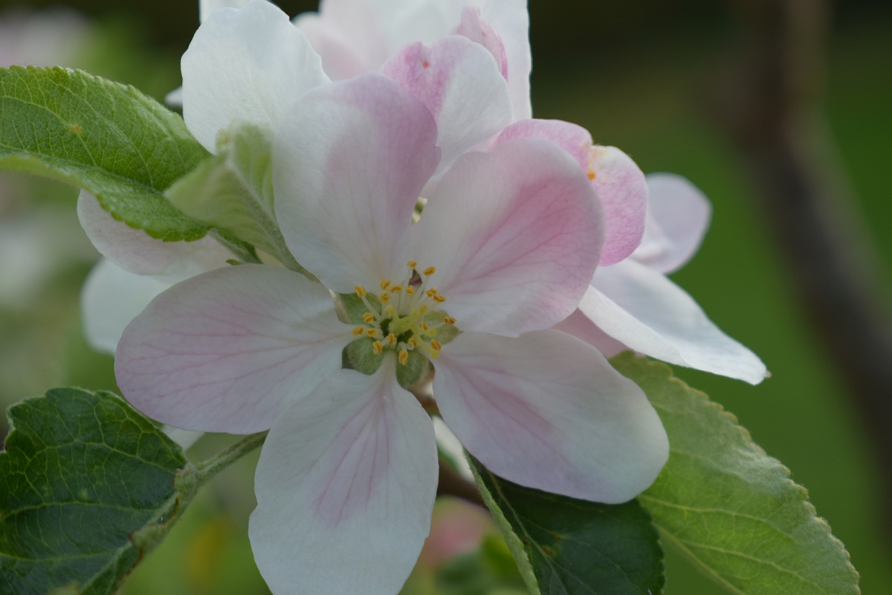 flower  white  pink free photo