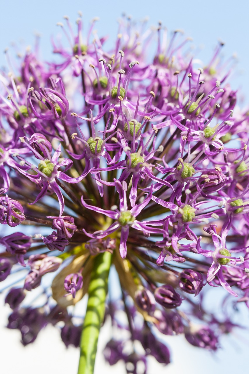 flower  detail  flora free photo