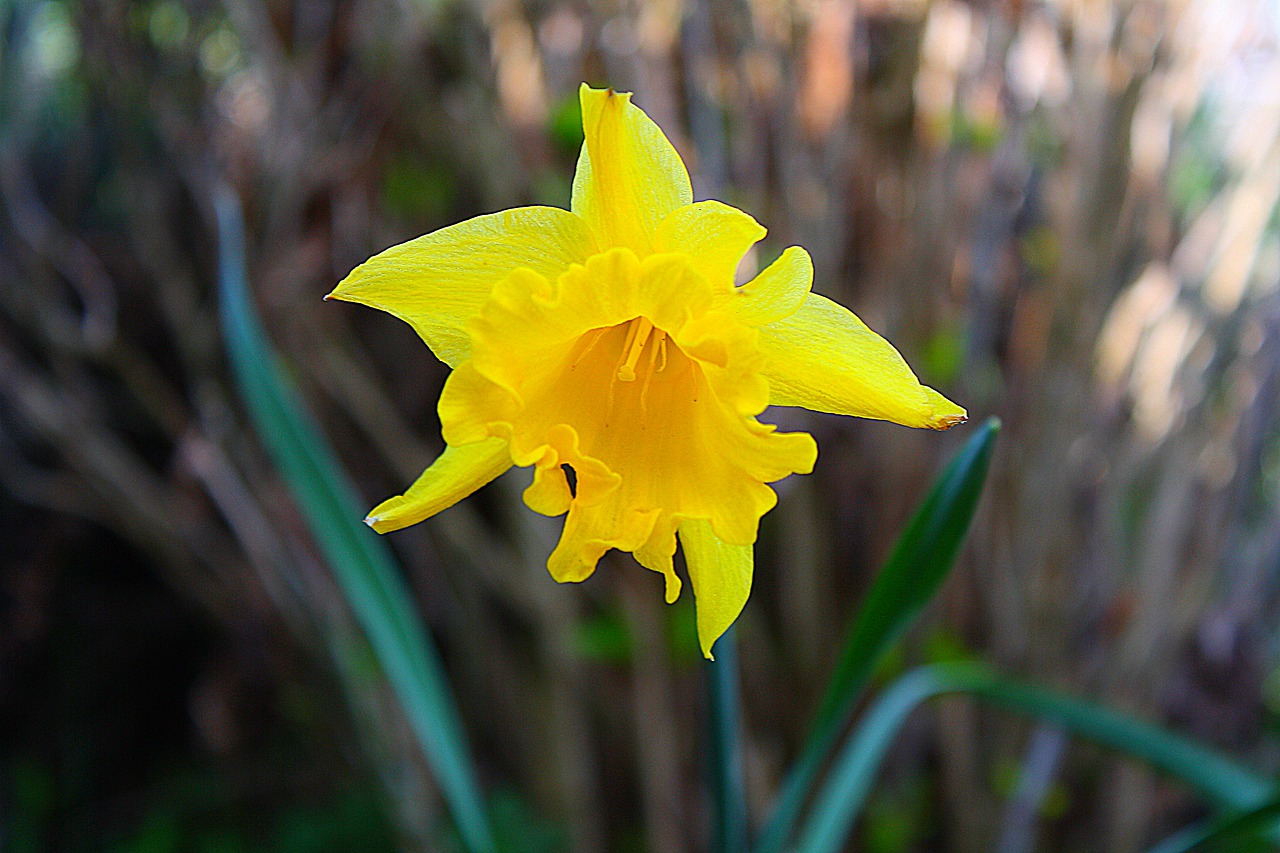 flower  plant  blossom free photo