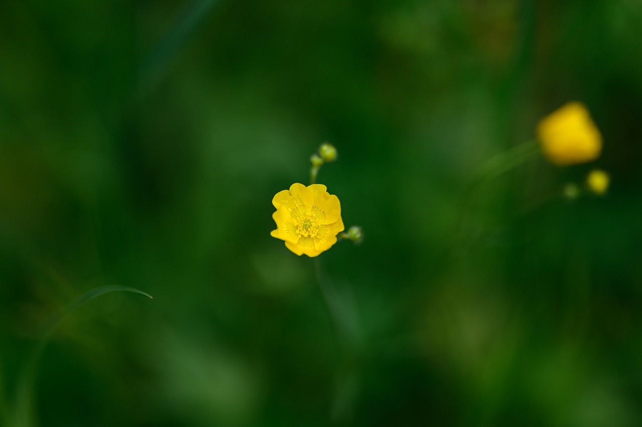 flower  garden  nature free photo