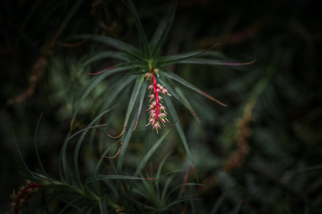 flower  garden  nature free photo