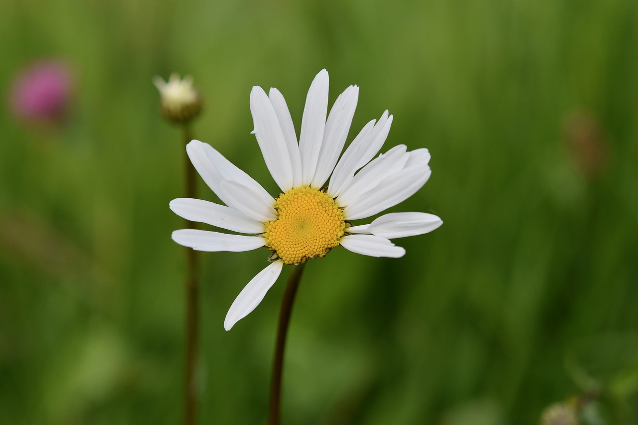 flower  marguerite  white petals free photo