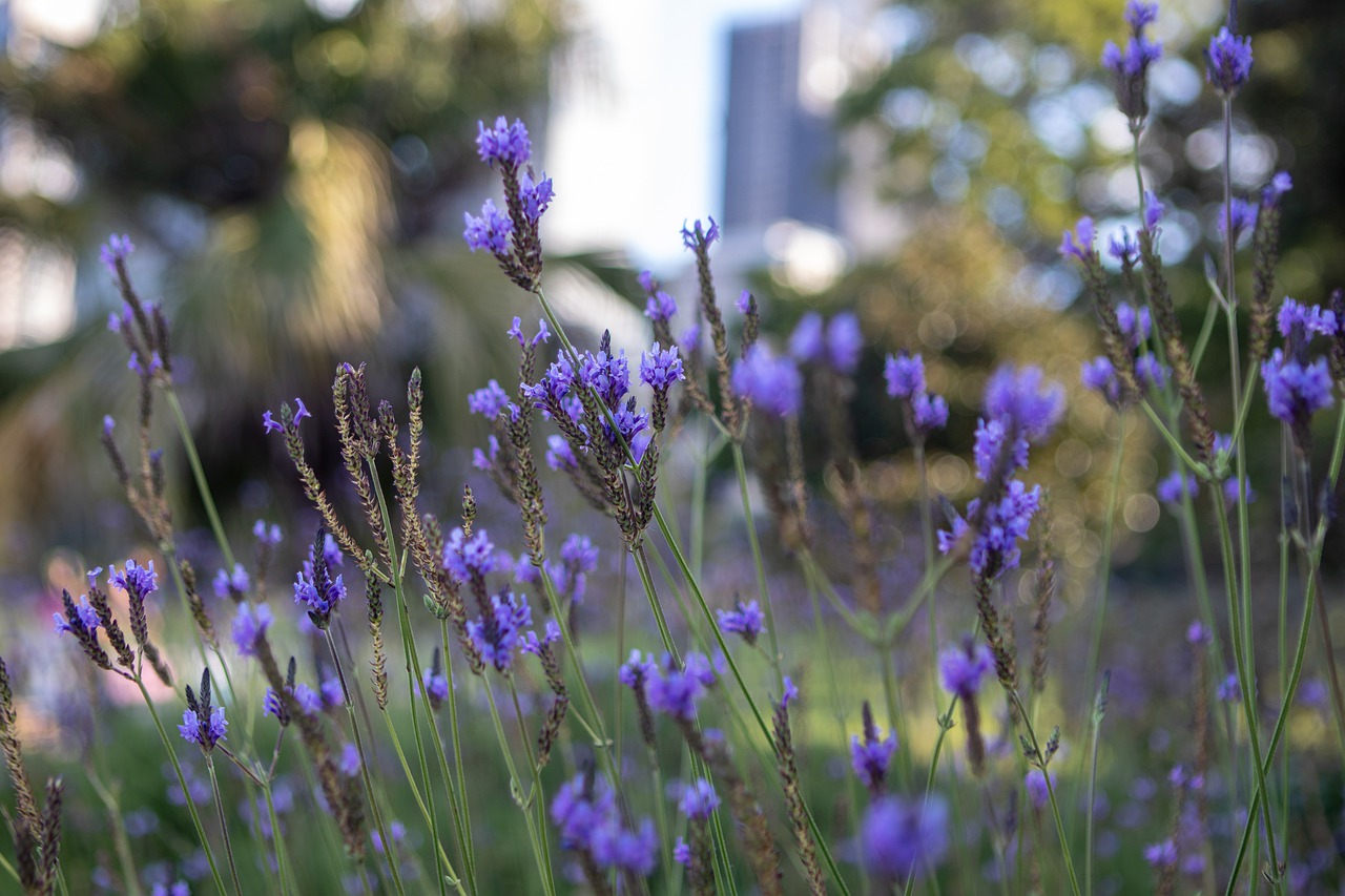 flower  purple  bloom free photo