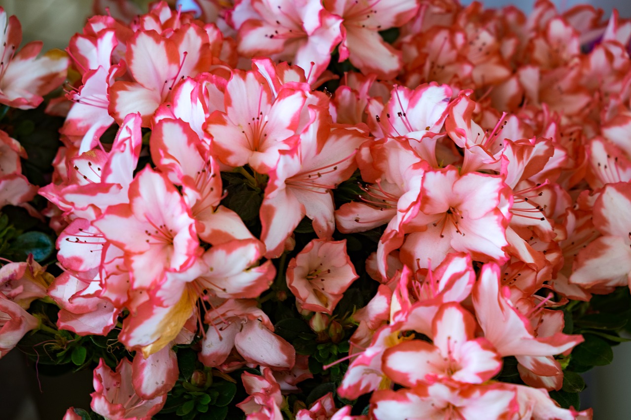 flower  azalea  spring free photo