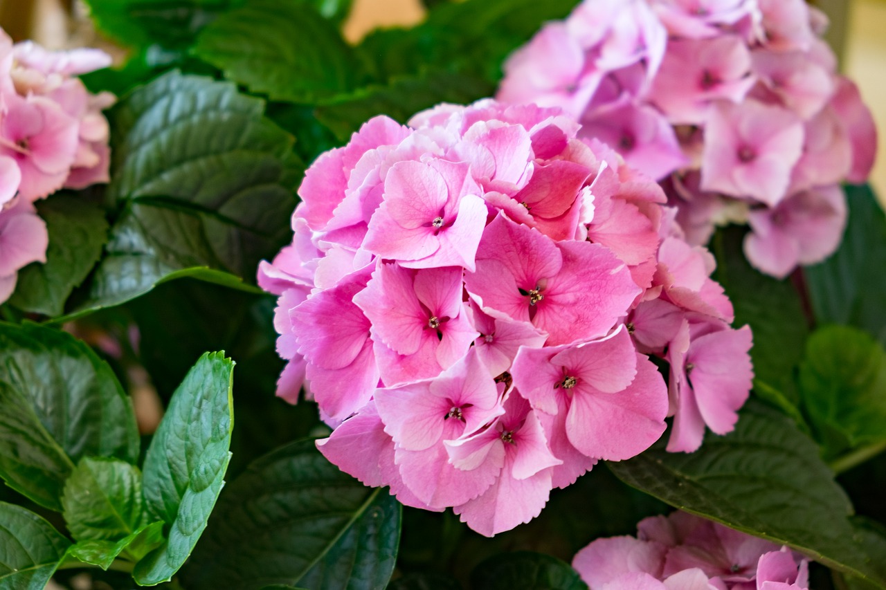 flower  hydrangea  pink free photo