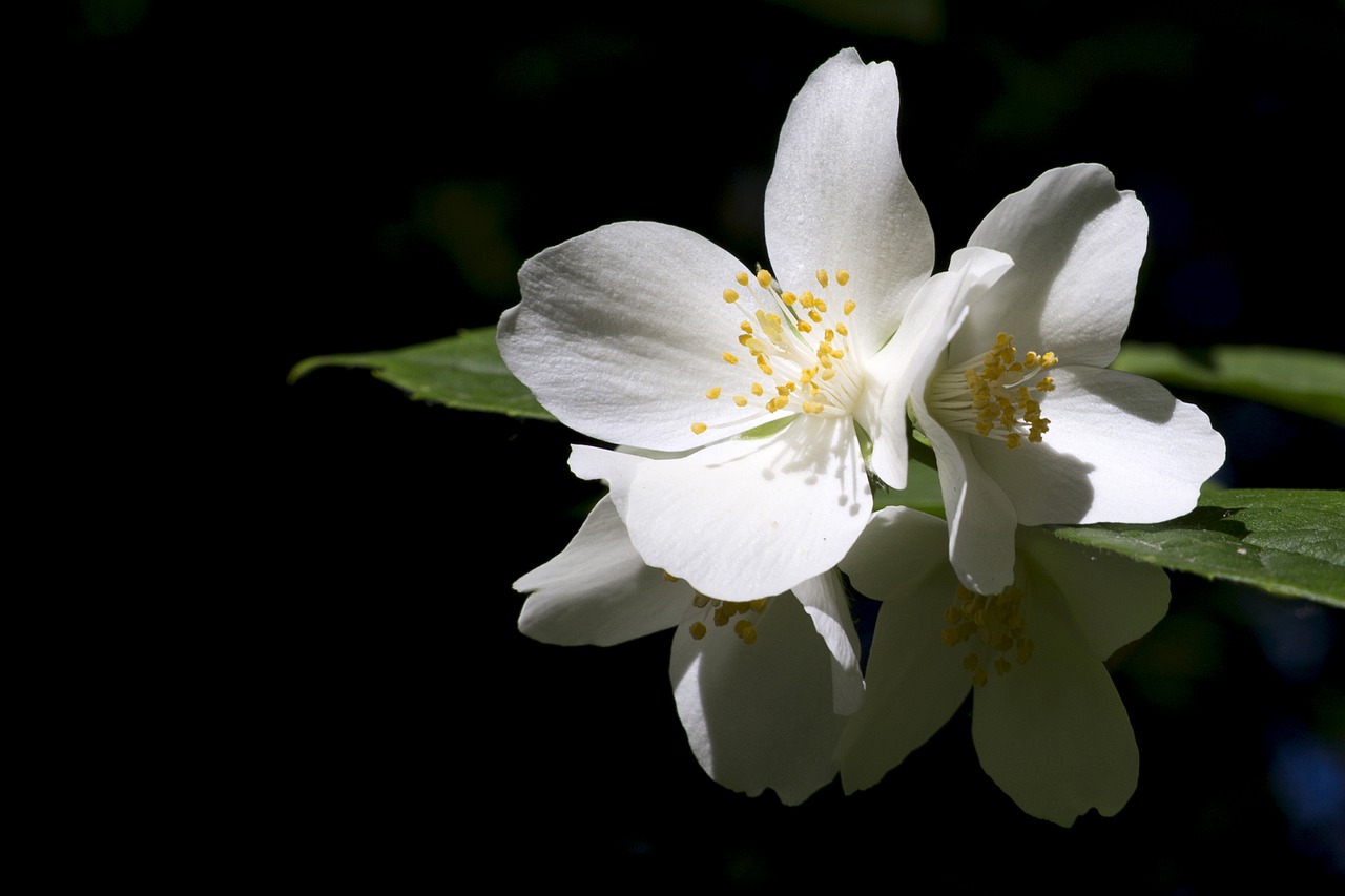 flower  nature  plant free photo