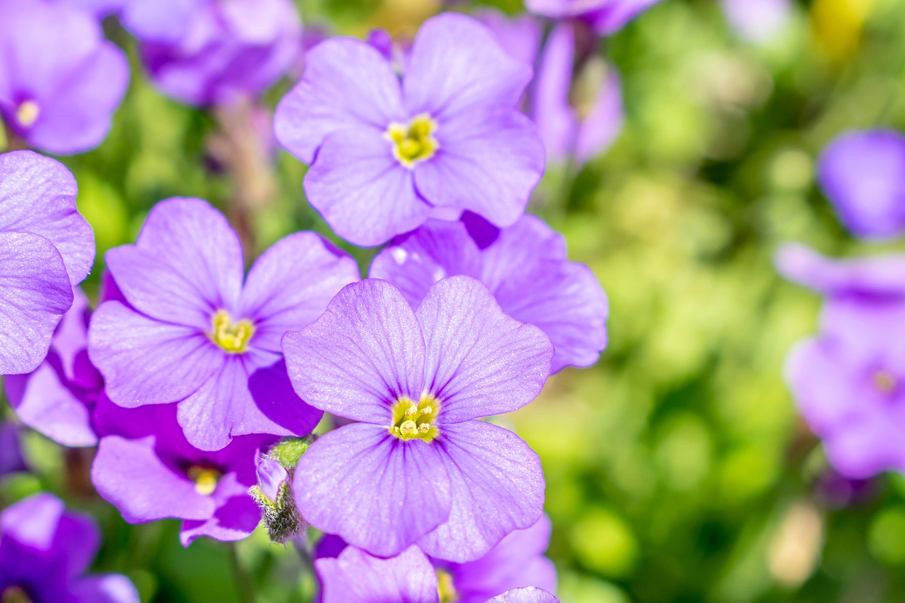 flower  purple  garden free photo