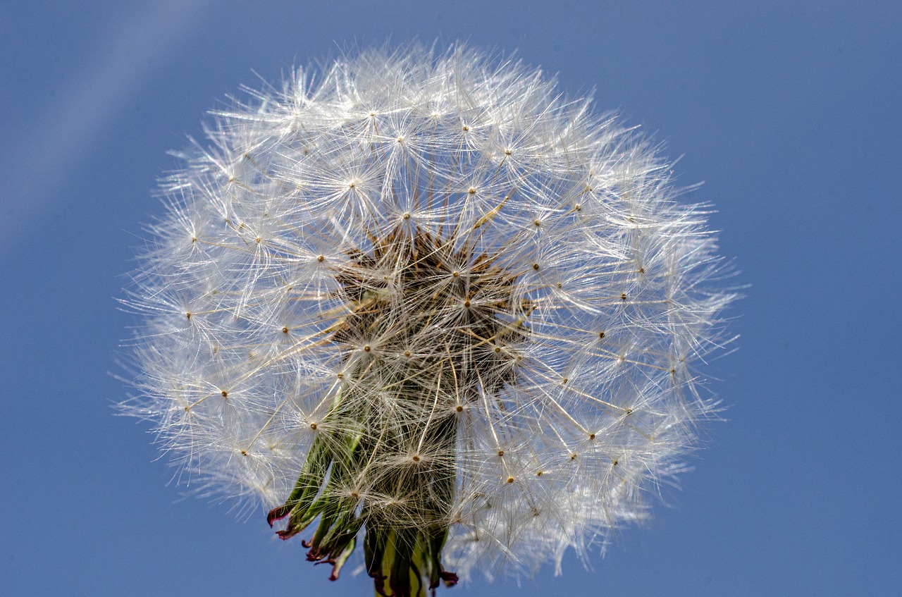 flower  dandelion  close free photo