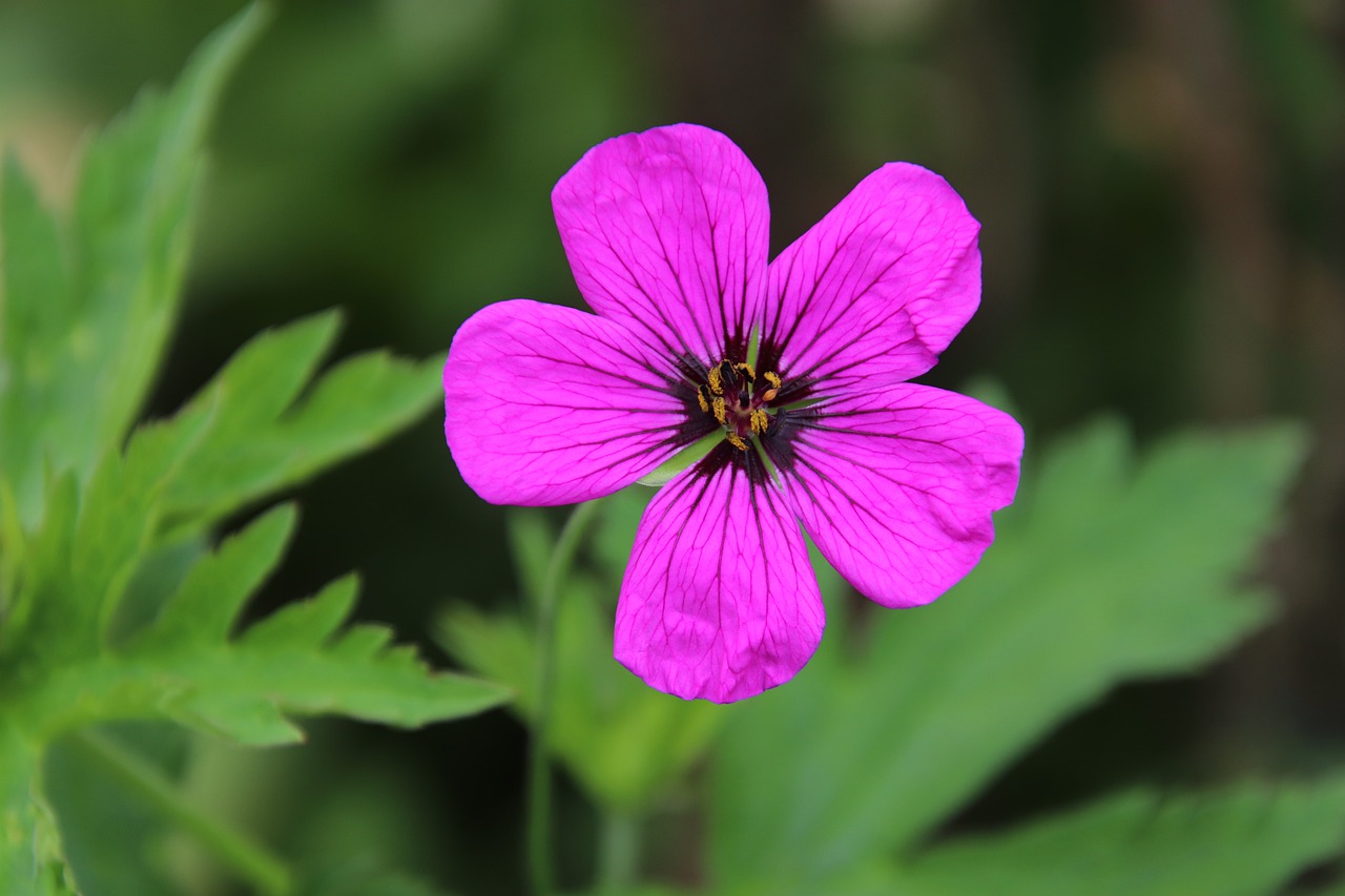 flower  pink  magenta free photo