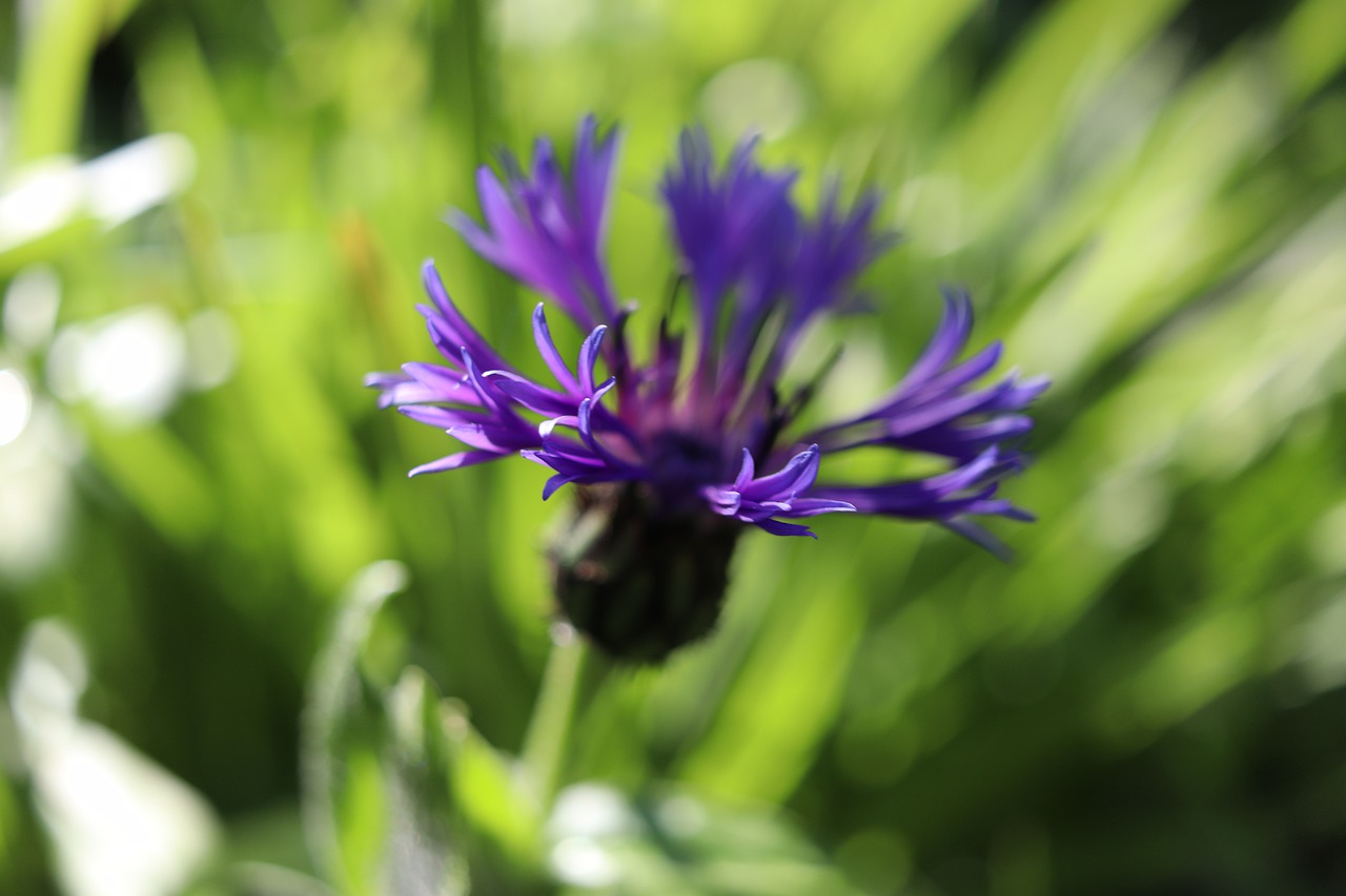 flower  knapweed  nature free photo