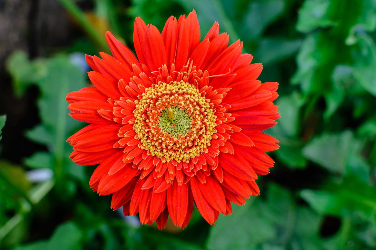 flower  blossom  red free photo