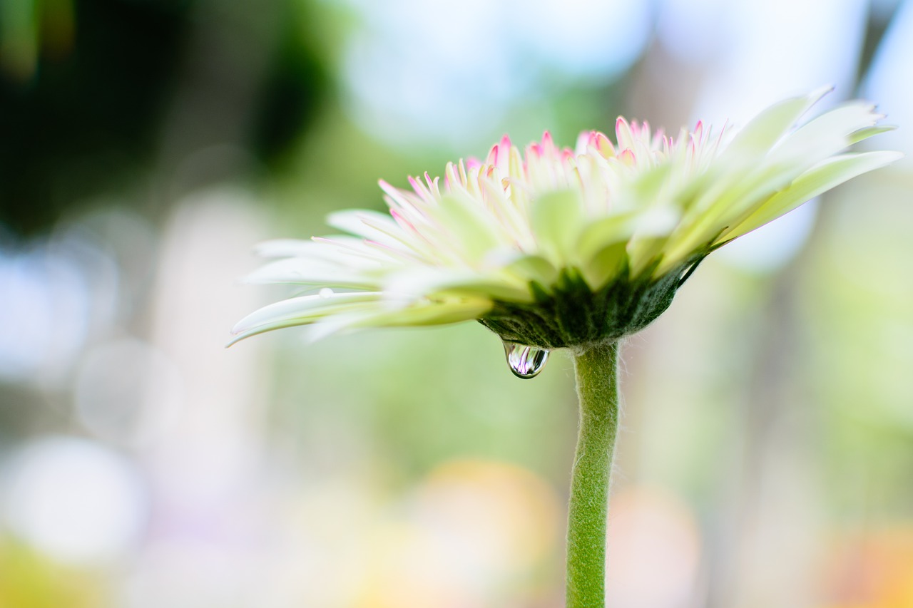 flower  blossom  nature free photo