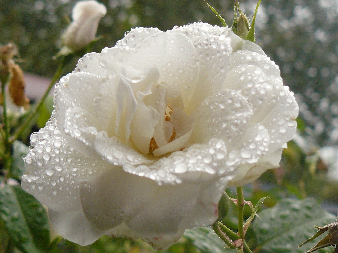 flower rose rain free photo