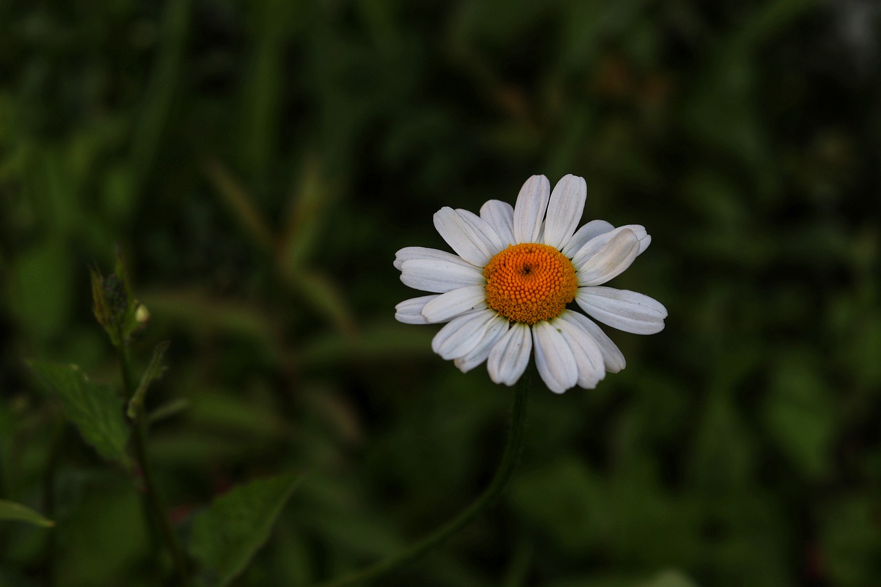 flower  petal  natural free photo