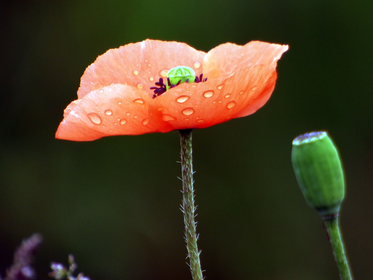 flower  poppy  nature free photo