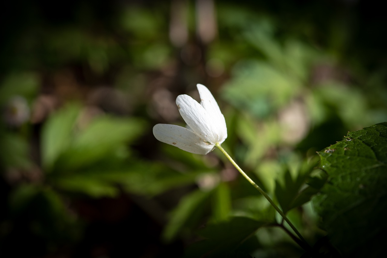 flower  blossom  bloom free photo