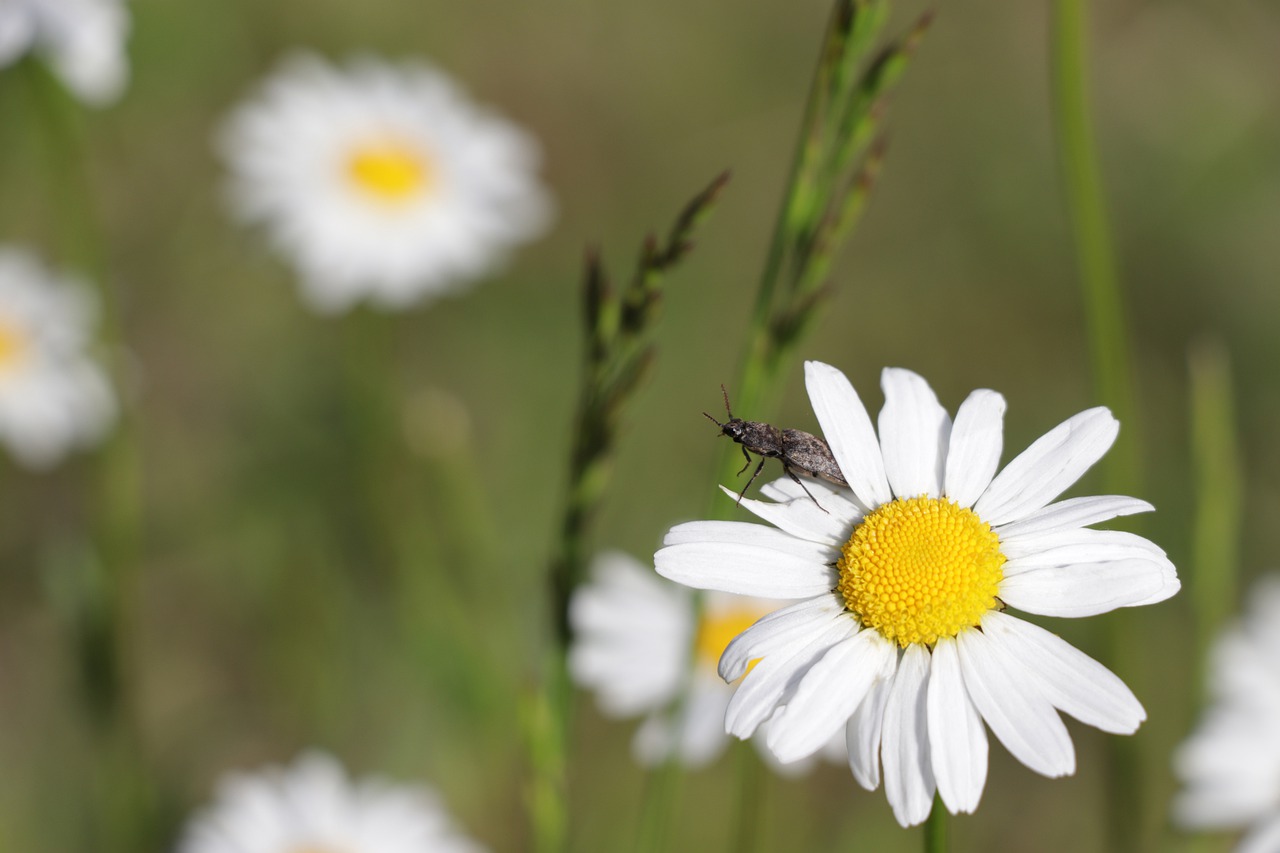 flower  beetle  brown free photo