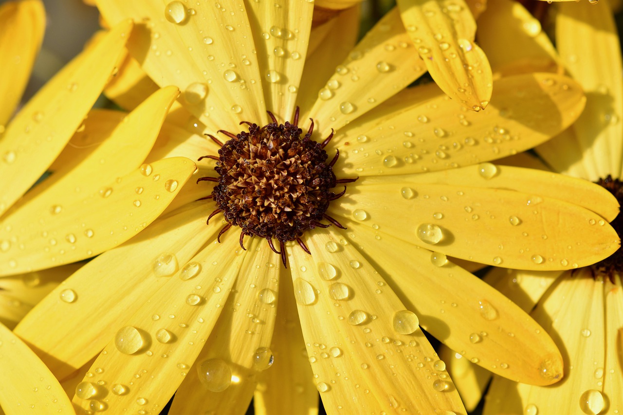 flower  petals  rain free photo