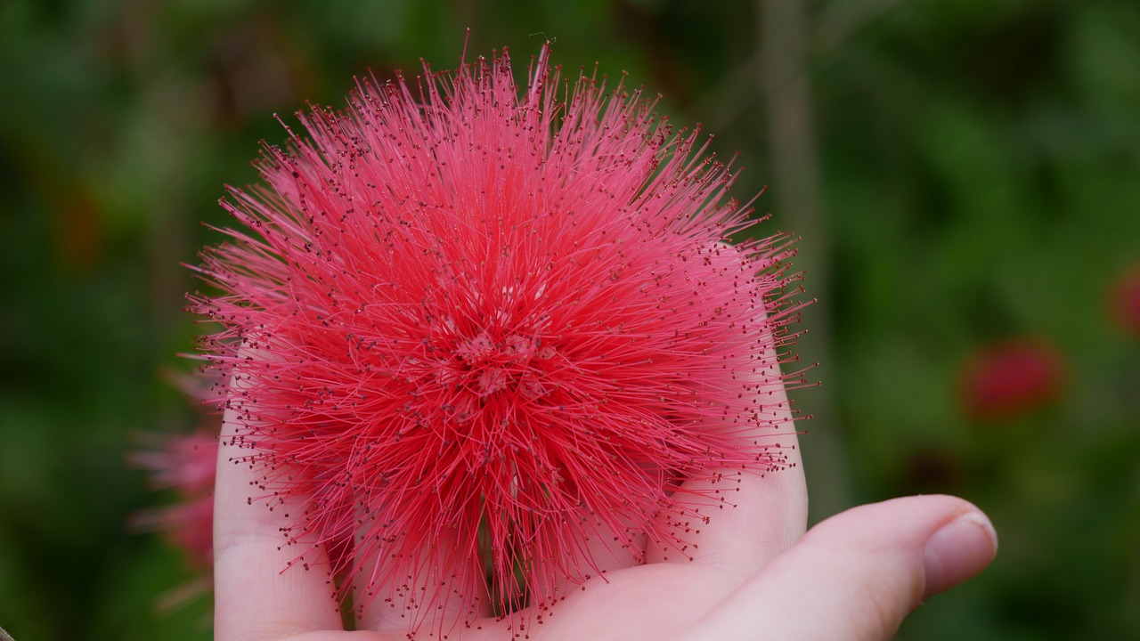 flower  red  nature free photo