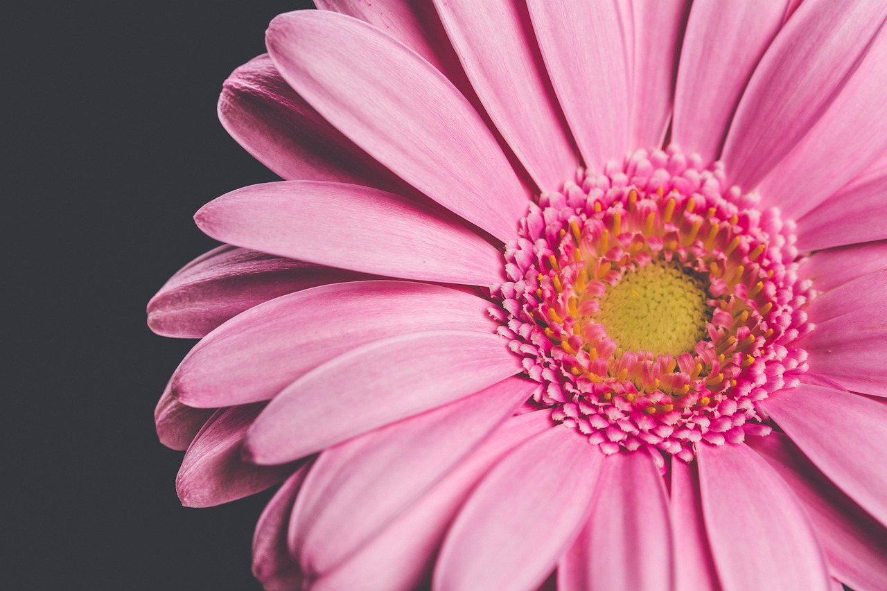 flower  pink  gerbera free photo