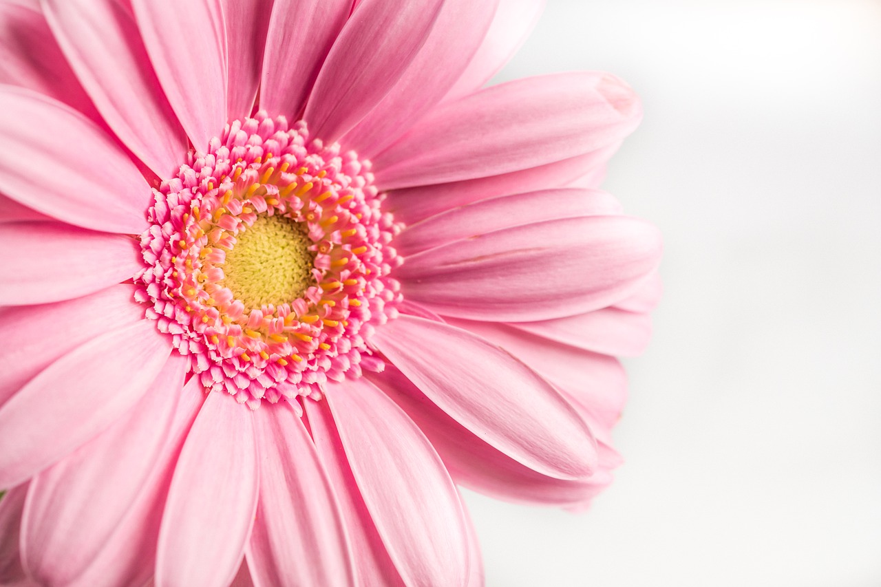 flower  pink  gerbera free photo