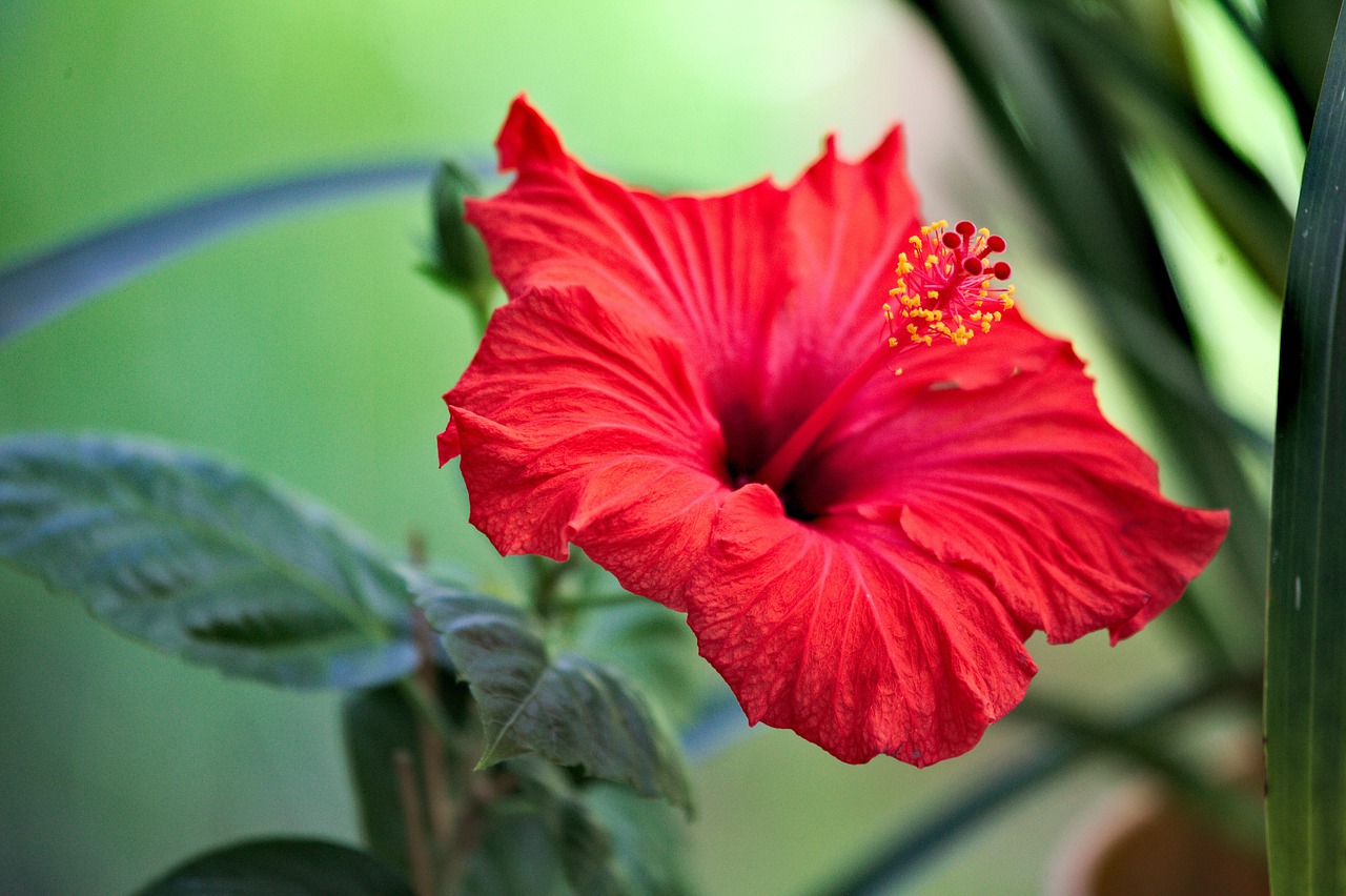 flower  hibiscus  flowers free photo