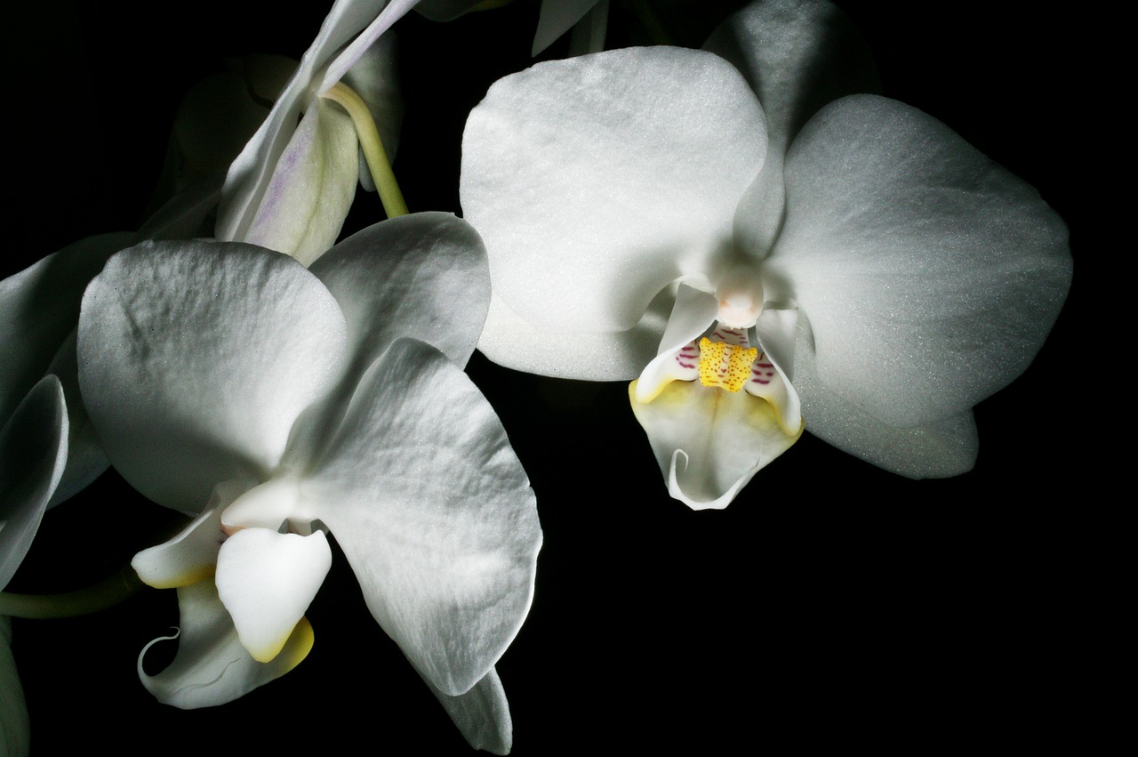flower  orchid  flowers free photo