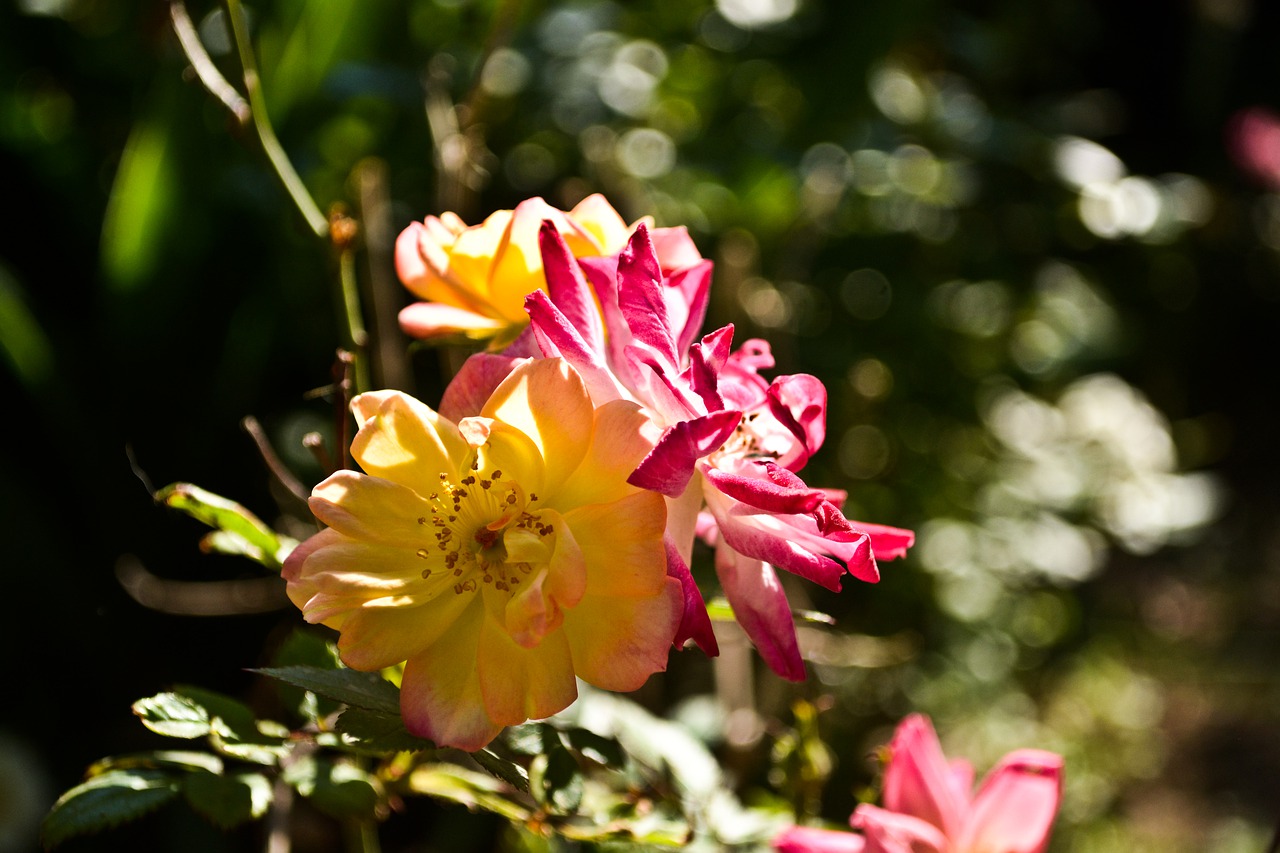 flower  garden  nature free photo