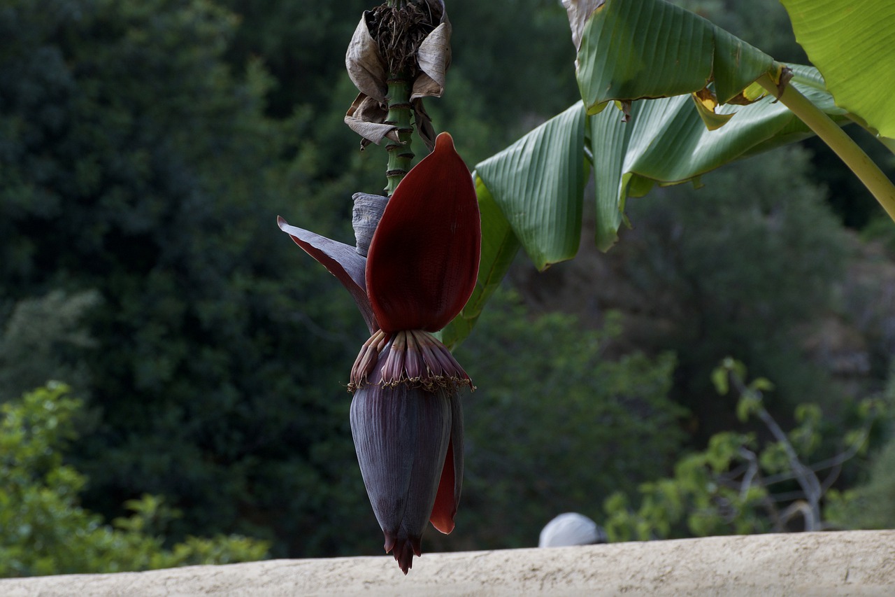 flower  banana  palm free photo