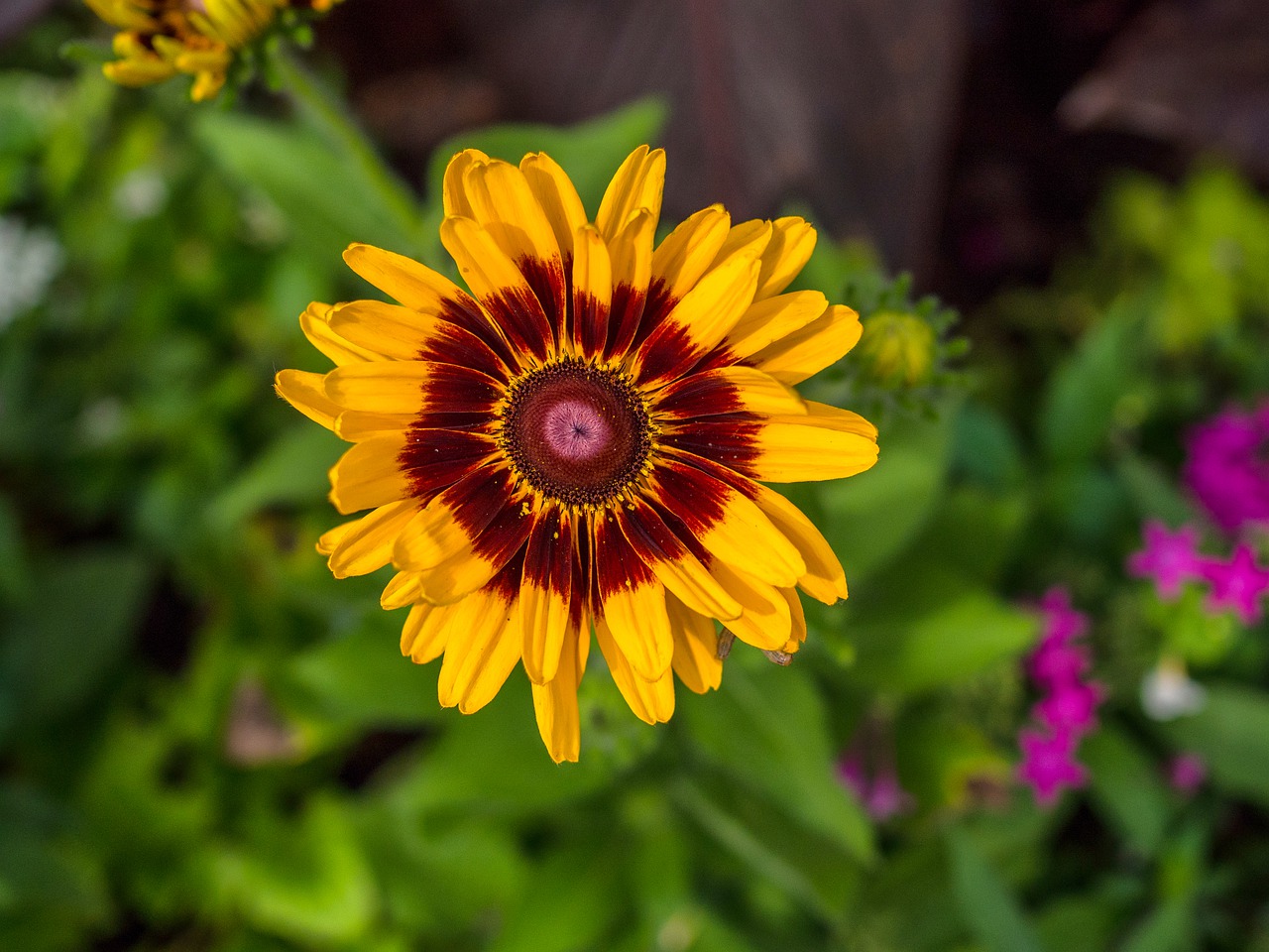 flower  gold  garden free photo