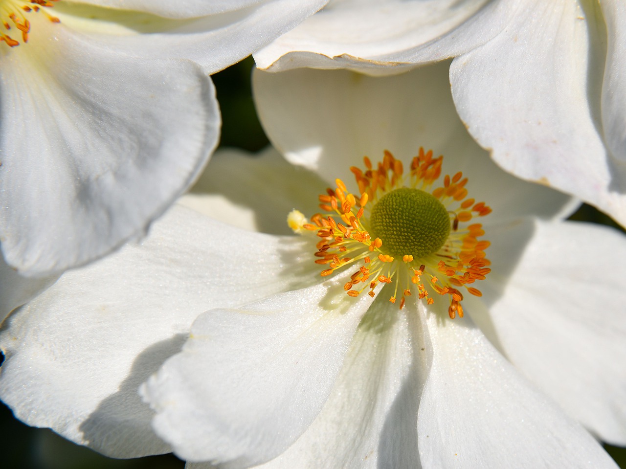 flower  close up  nature free photo