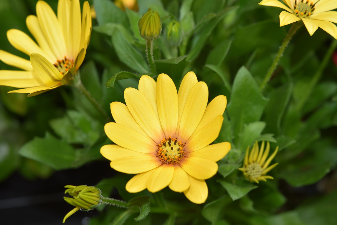 flower  flowers  flowers osteospermum free photo