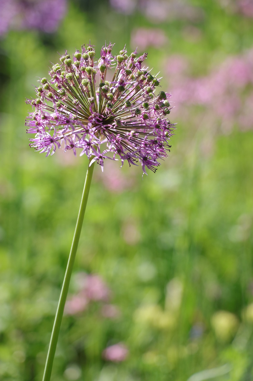 flower  nature  blossom free photo