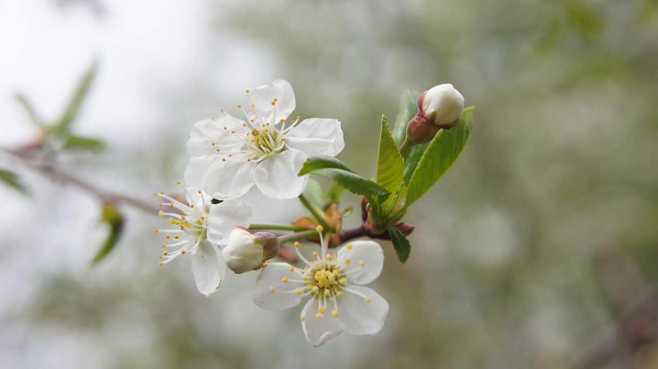 flower  bush  white free photo