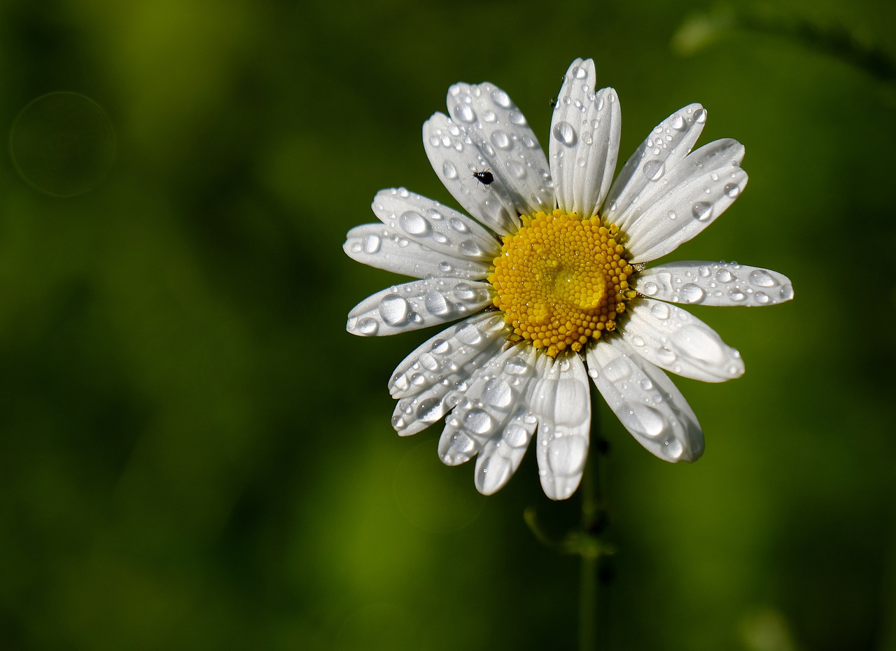 flower  morgentau  drip free photo