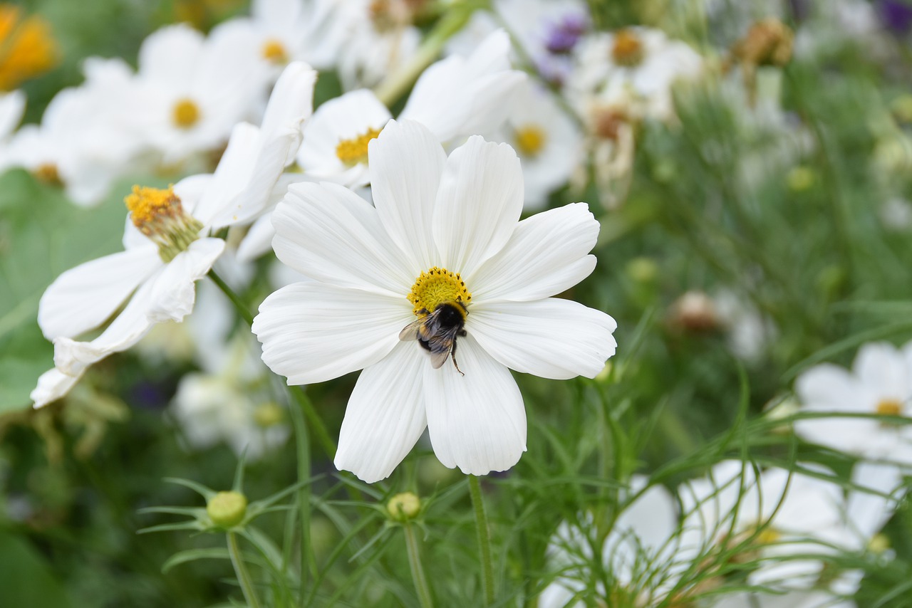 flower  blossom  bloom free photo