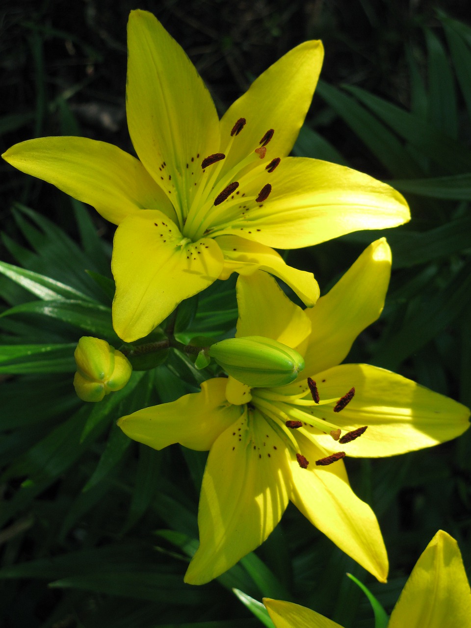 flower  yellow flowers  blossom free photo