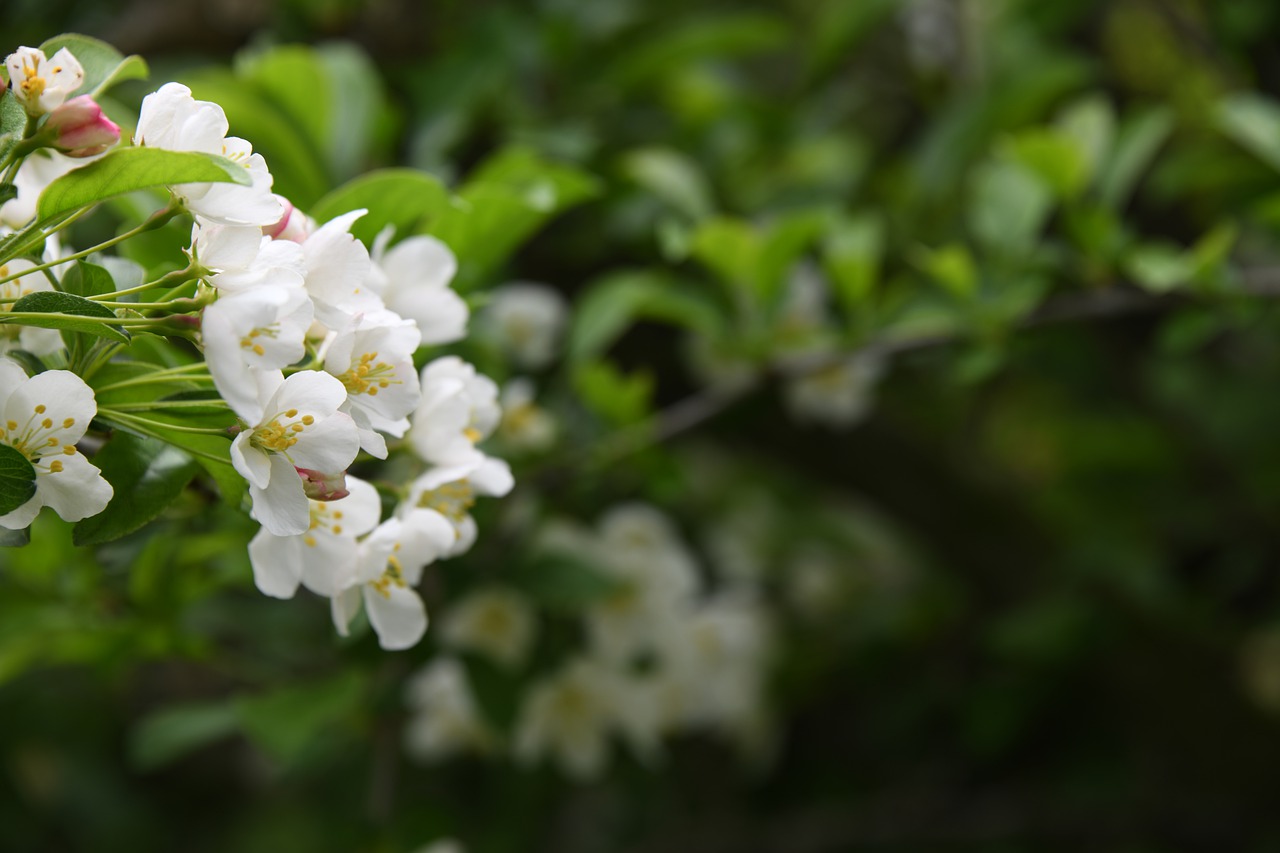 flower  pink  white free photo