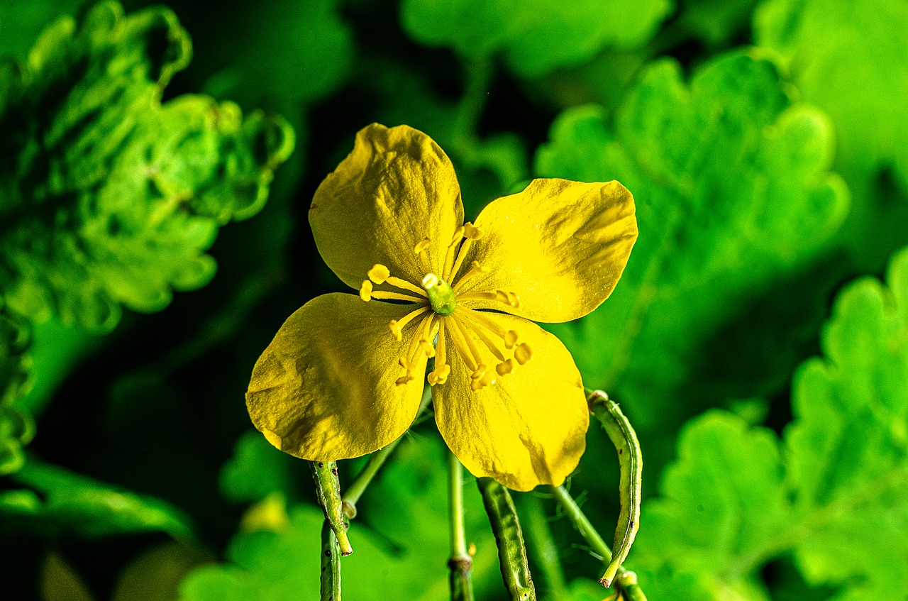 flower  garden  yellow free photo