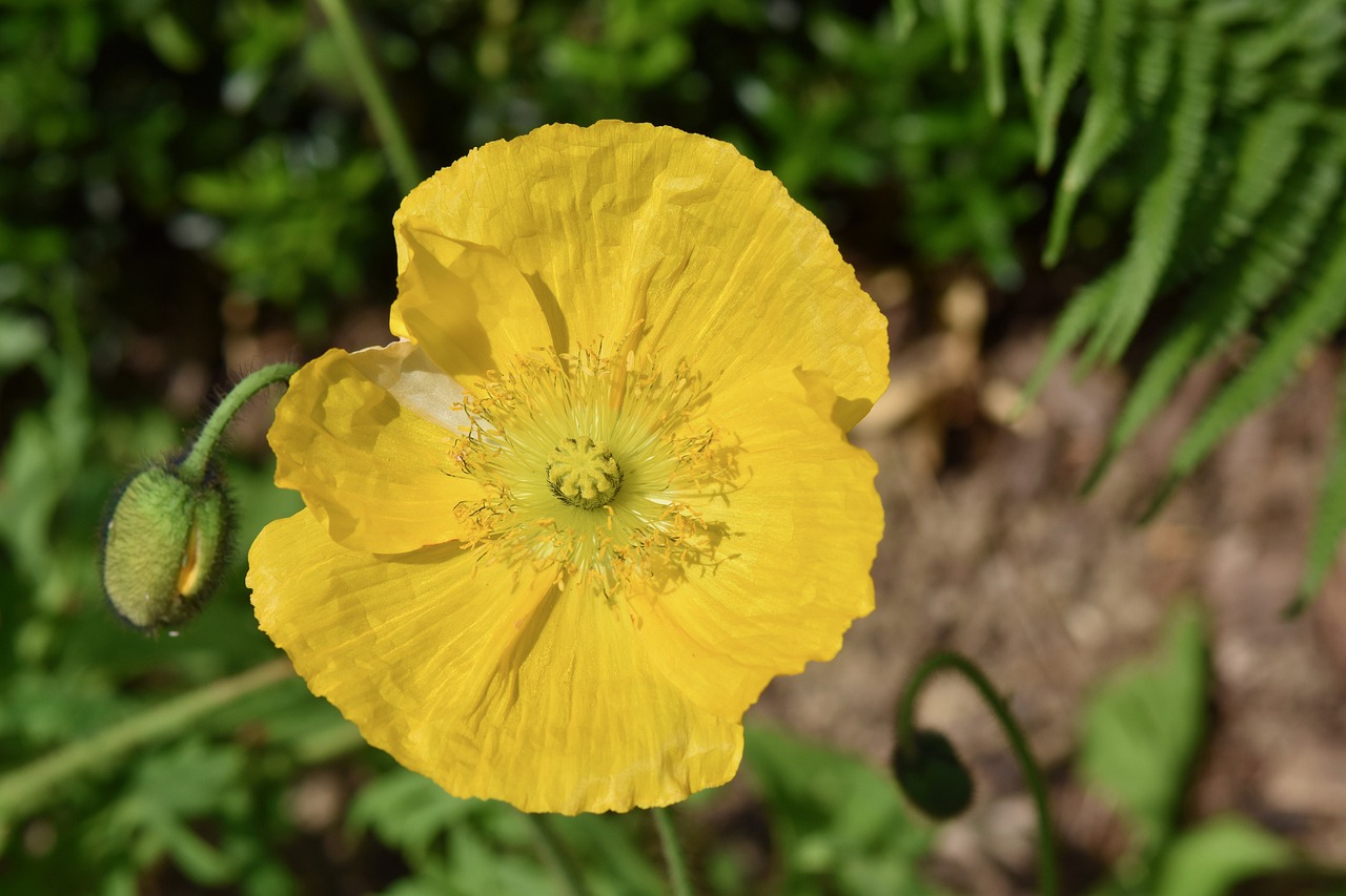 flower  poppy flower  yellow flower free photo