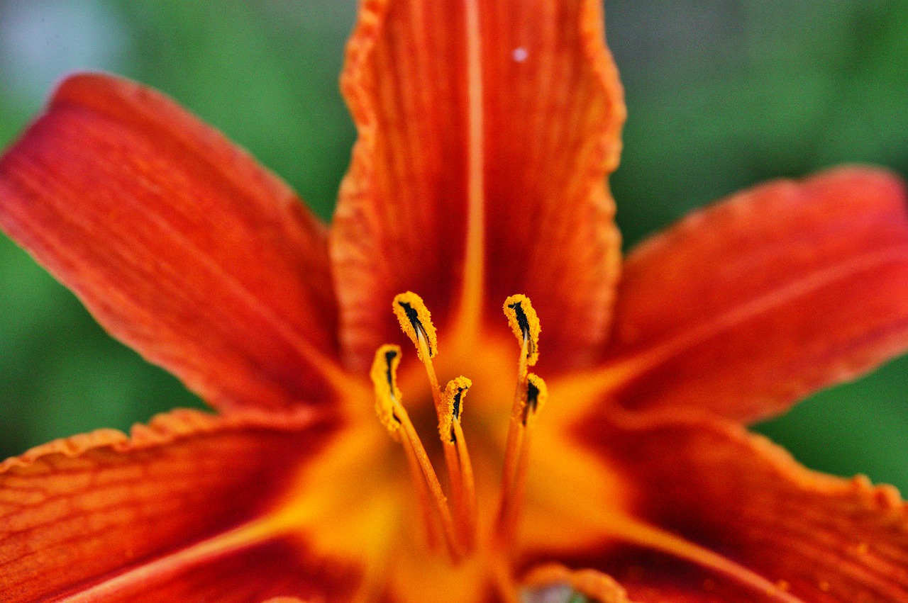 flower  macro  petals free photo