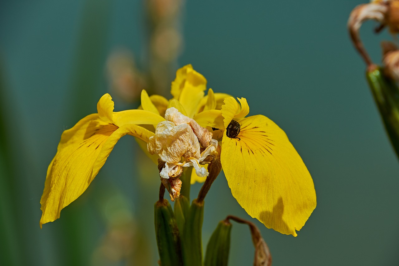 flower  garden  plant free photo