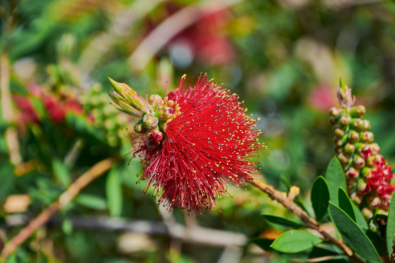 flower  garden  plant free photo