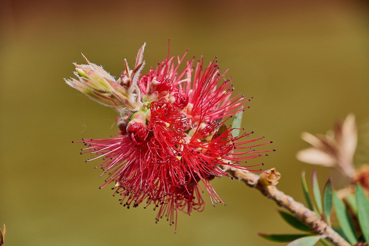 flower  garden  plant free photo