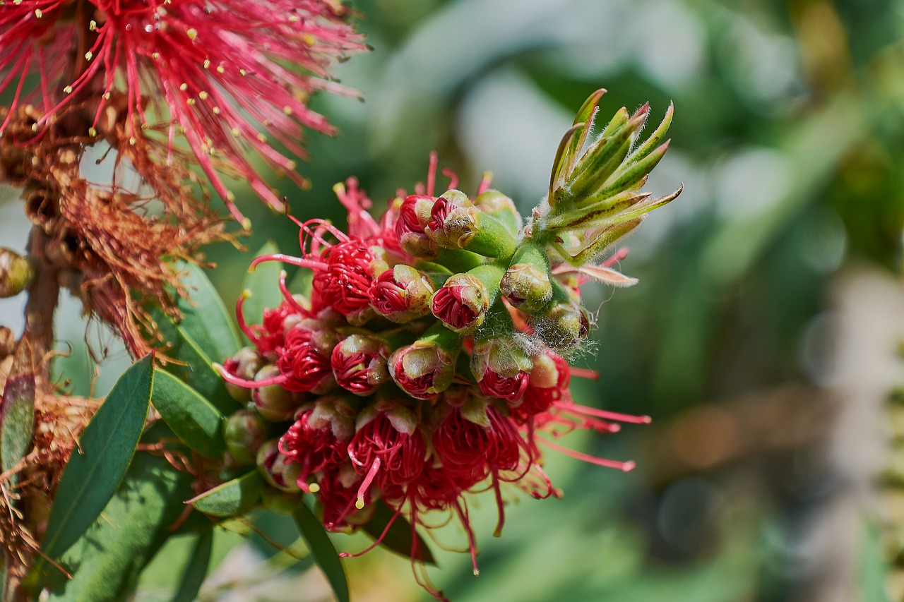 flower  garden  plant free photo