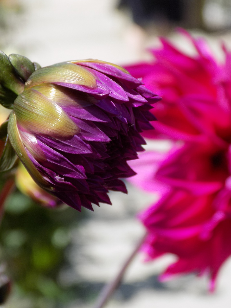 flower  dahlia  blossom free photo