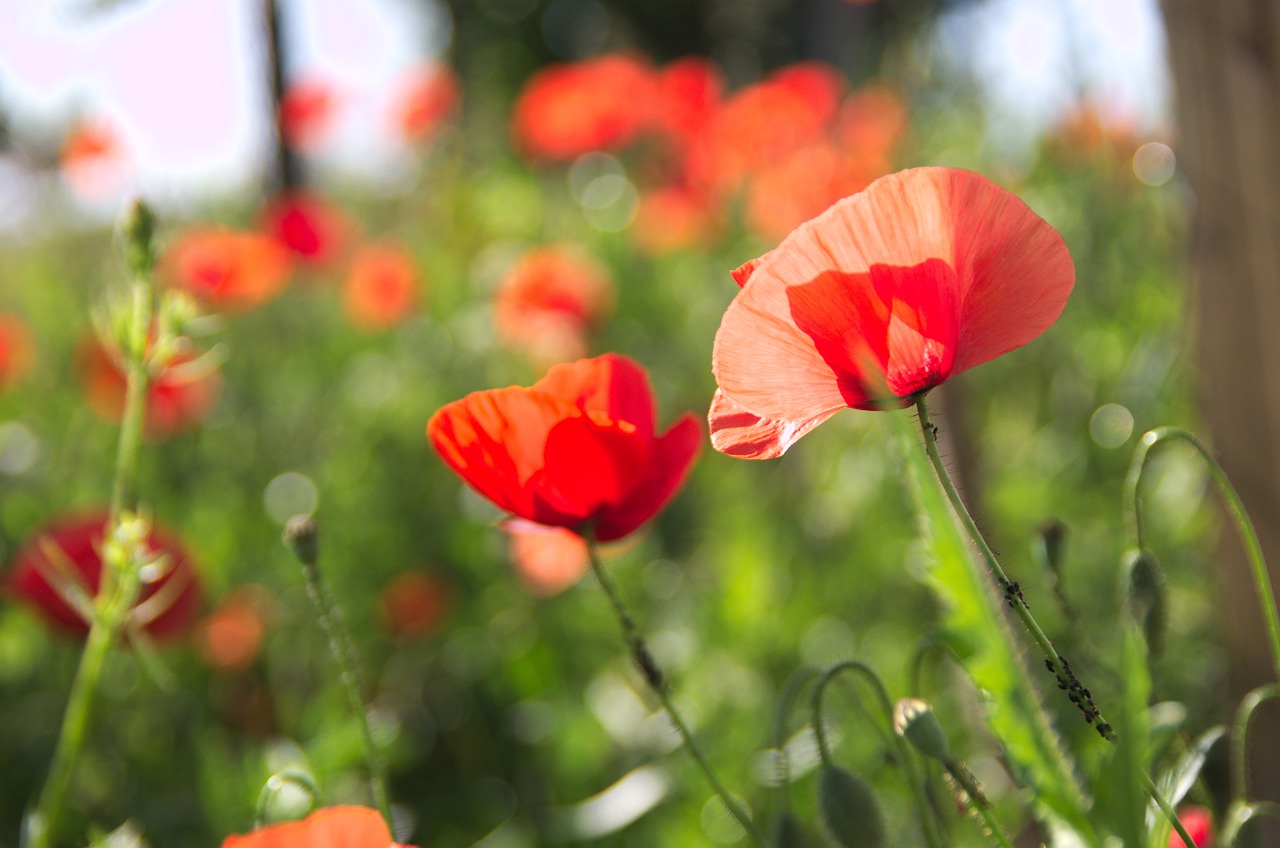 flower  poppy  poppies free photo