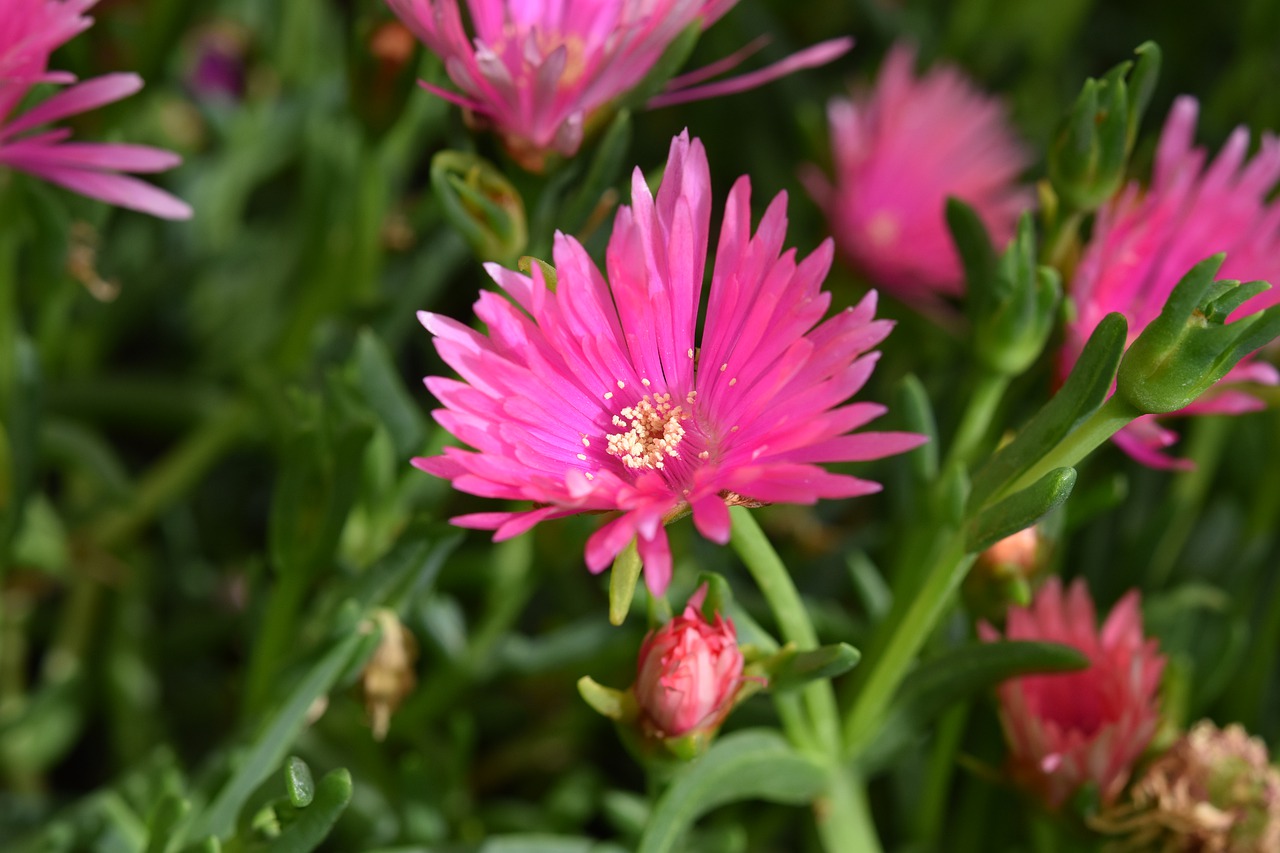 flower  flower ficoïde  plant free photo