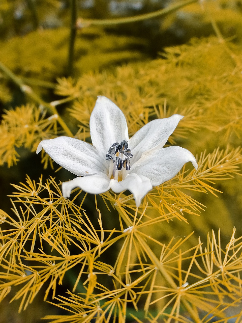 flower  autumn  plant free photo